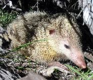 Tailless tenrec