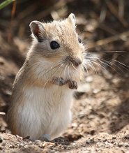 Tamarisk gerbil