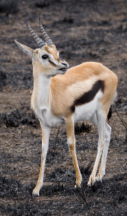 Thomson's gazelle