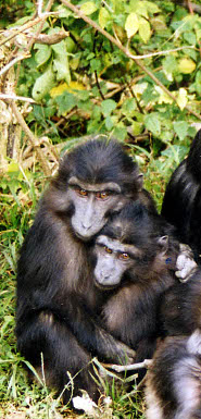 Tonkean macaque