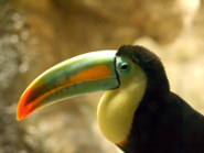 Toucan