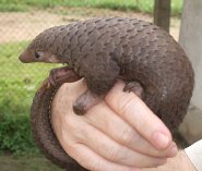 Tree pangolin