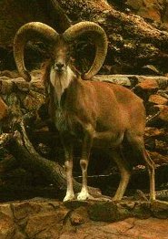 Urial