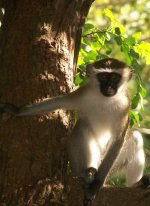 Vervet monkey