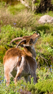 Walia ibex