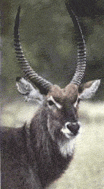 waterbuck