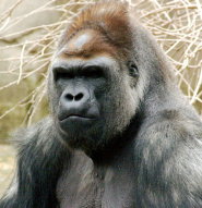 Western lowland gorilla