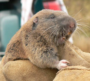 Western pocket gopher