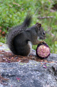 Western gray squirrel