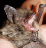 whiskered bat