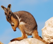 Yellow-footed Rock Wallaby